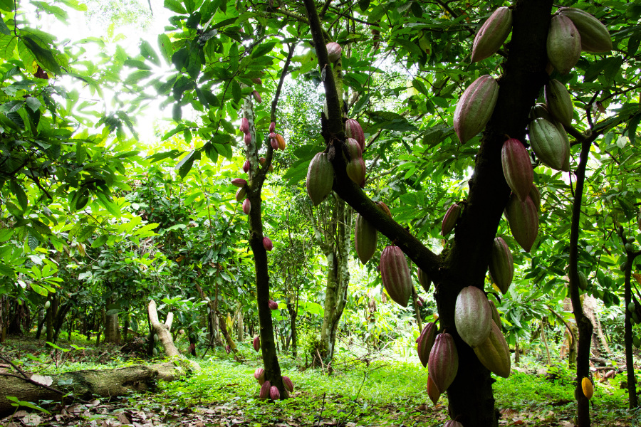 cocoa-agroforestry-phase-2